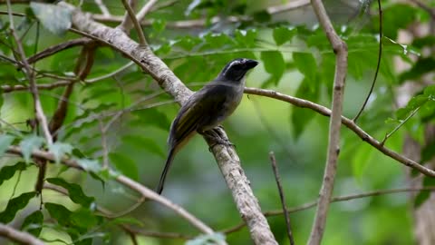 Green winged saltator aggressive singing to defend its territory