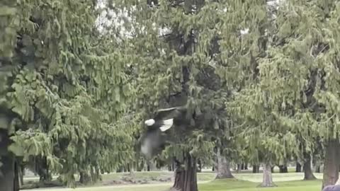 An Eagle Flying Around Chasing Its Prey Eventually Catching It