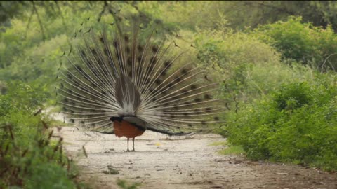 Geographic mugic ,Indian rastree birds,forest is dance,name piccak,video is very intrectic,