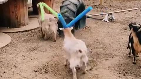 Adorable Overload: Meet the Irresistible Cutie Goats!