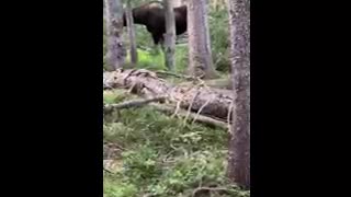 Cow Moose close