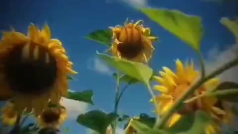 Man v/s Sunflower