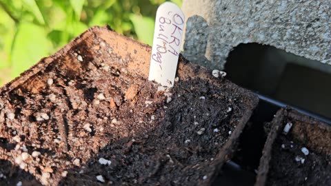 Potting up some pre-sprouted seeds for the Fall Garden. 07/18/2024