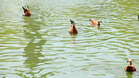 Egyptian Geese Floating In The Green Lake