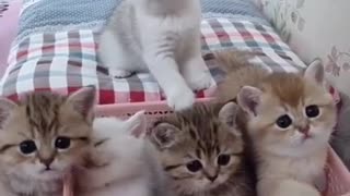 SOO CUTE - THE CUTEST KITTENS !