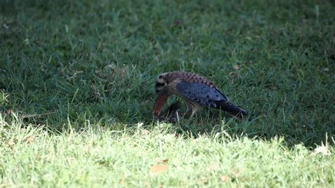 Kestrel Shreds a Grackle