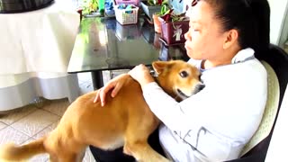 Sweet dog loves to give hugs