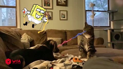 Funny Animals Videos 2023 😂 - Funniest Dogs And Cats Videos 😺😍-Naughtypet