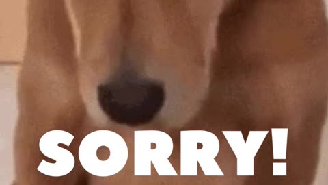 Dog Sorry oops! Funny Moments Caught on Camera