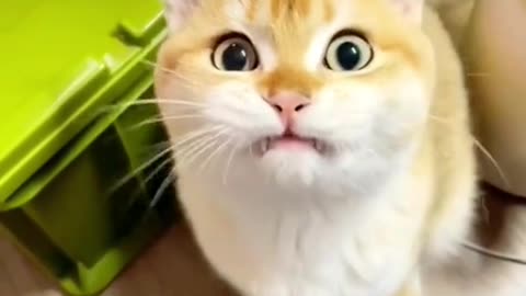 Funny cat -funny animal