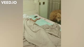 Service Dog help owner in sleeping