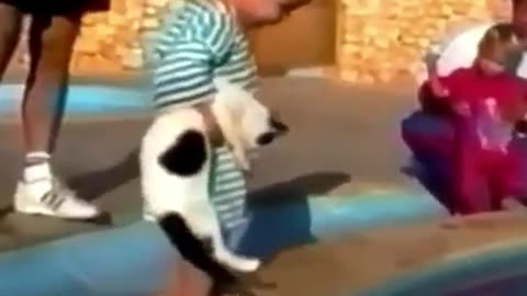 Funny cat videos for kids