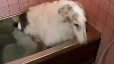 Borzoi dog taking a bath by himself #rumble