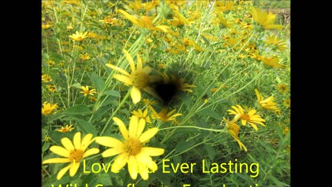 I Love You Ever Lasting Wild Sunflower Ever Lasting