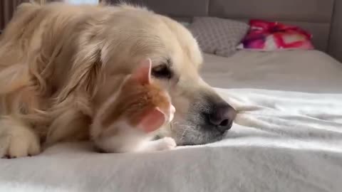 Golden retrievers and kittens are the cutest of friends