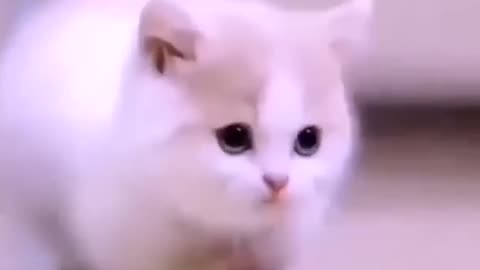 Cute Russian cat