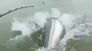 HUGE STURGEON JUMPS IN THE AIR 😮