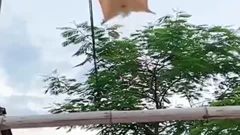 flying_squirrel__cute_sugar_glider__flying_and_landing_in_hand_#