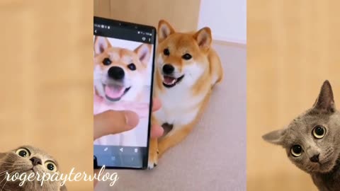 Funny dog videos compilation #1
