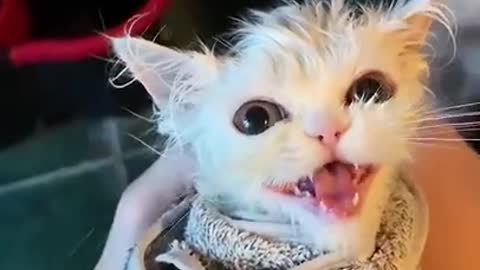 Cute KEtten Cat Really Like to Bathing BEST Funny Cute Cats Videos