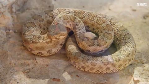 A Man Covered With Thousands Of Snakes On His Body : EXTRAORDINARY PEOPLE