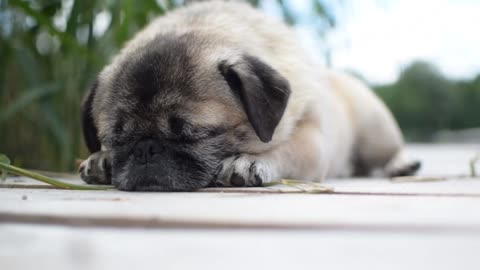 Dog pug sleep animal pet 🐕