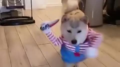 English video dog funny clip