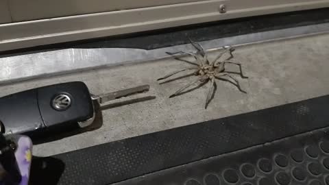 Spider biting my keys
