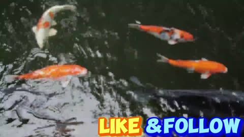 Goldfish fish animals