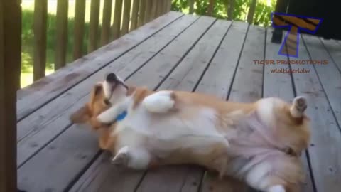 Dog rolls onto his back hoping to be tickled