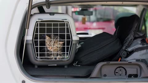 Cat in transporter box on car back shelf