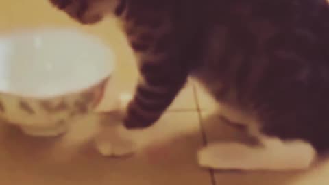 Very Funny Cat short video