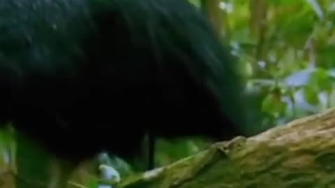 Cassowary bird