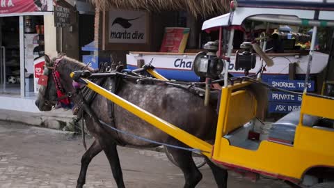 Horse-drawn taxi carriage on a tropical island drives