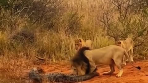 A lion is helpless against a crocodile