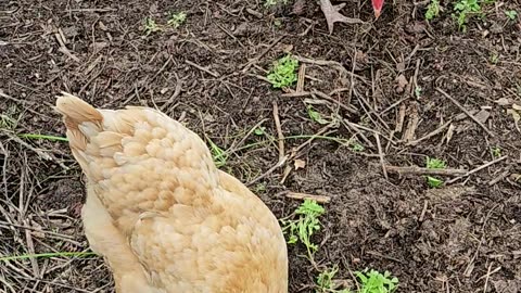 OMC! Two Orpingtons eating clover also a little pecking and scratching! #orpington #chickens #shorts