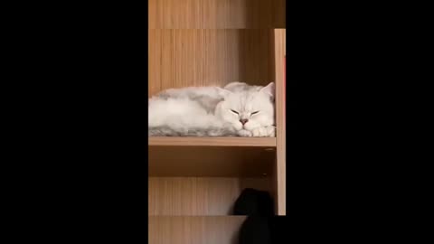 Cute Pets And Funny Animals Compilation 10 - Pets