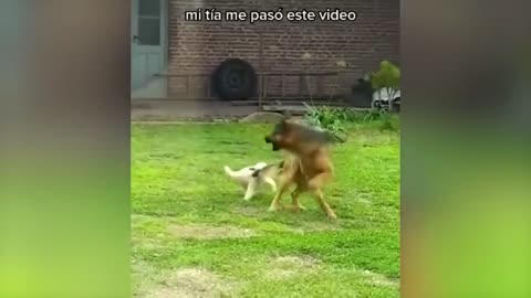 funny animal video 😂😂