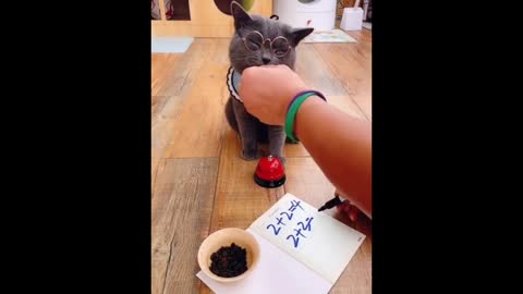 Cat playing mathematics
