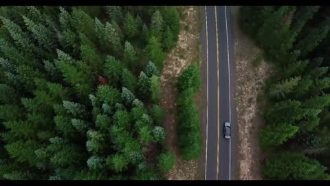 Winding road in the forest