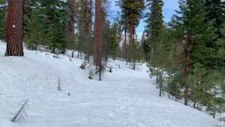 Red Bark Ponderosa Pines – Ochoco National Forest – Central Oregon – 4K