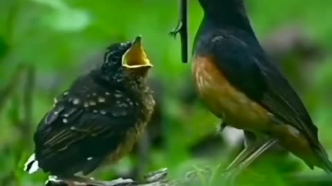 Birds mother feeding their hungry barbies