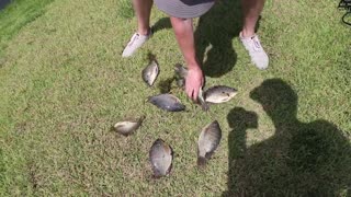 Catching HUGE Fish on GIANT Livebait! (Bank Fishing)