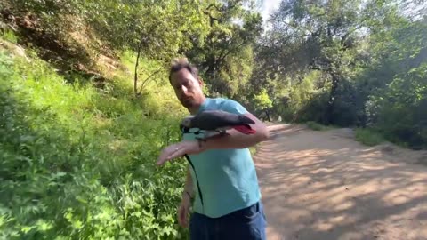 Parrots battles to survive outdoor hike and dangerous waterfall