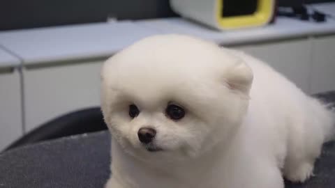 Puppy's First Haircut
