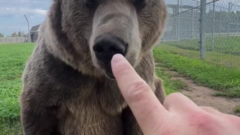 Pooh Bear Biting 😲😳
