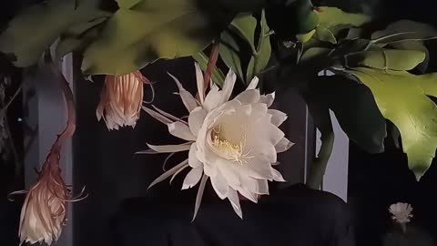 曇花綻開 Queen of the night flower（Epiphyllum）