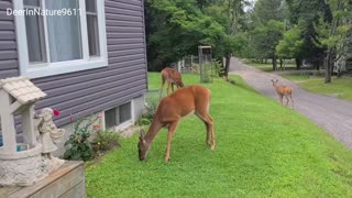 5 Deer and a Cat