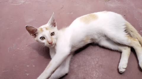 cute cat