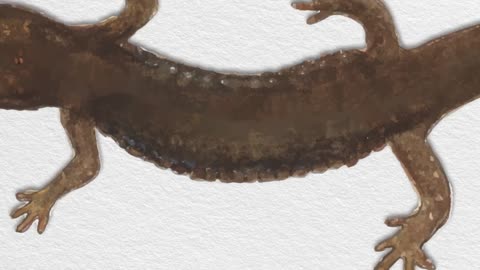 Shenandoah Salamander - Part 1